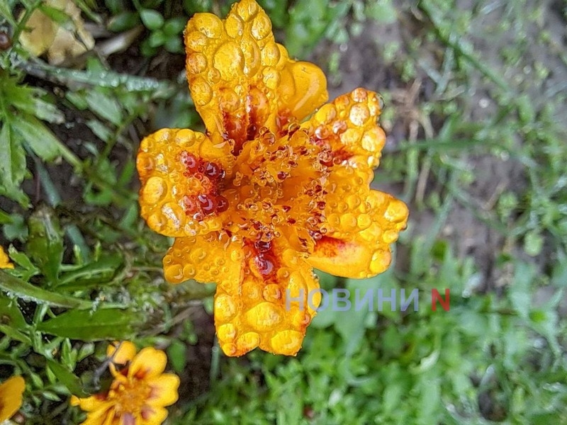 Дожди и туман: синоптики рассказали о погоде в Николаеве и области 20 ноября