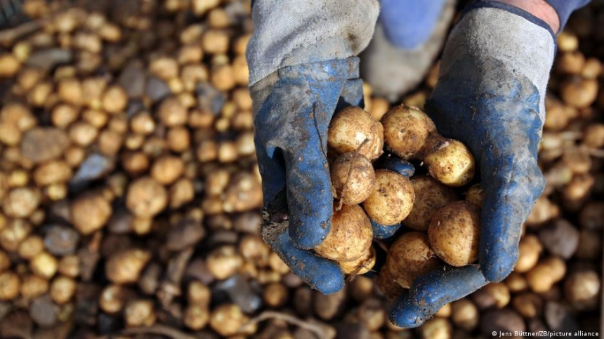 В Берлине бесплатно раздают 4 млн кг картофеля