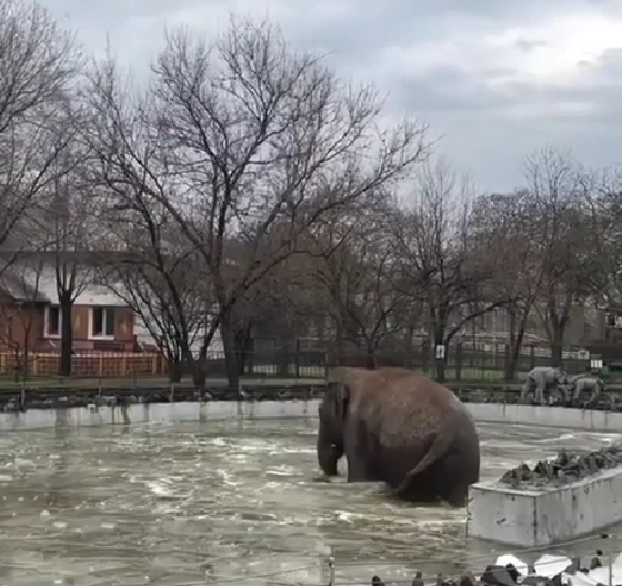 В Николаевском зоопарке слон закаляется в мороз (видео)
