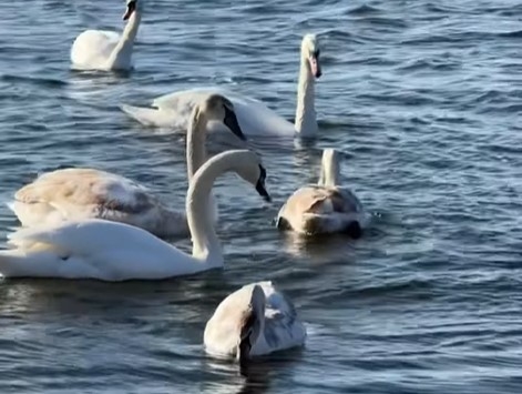В Николаеве на пляже «Чайка» жители сняли стаю лебедей (видео)