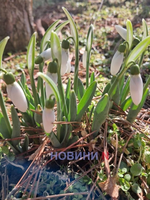 Последний день зимы: в Николаеве вовсю цветут подснежники (фото, видео)