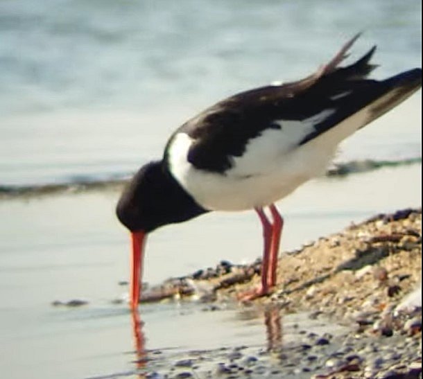 Из Африки на юг Украины вернулась редкая краснокнижная птица (видео)