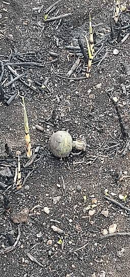 Стало известно в каком парке обнаружили гранату в Николаеве