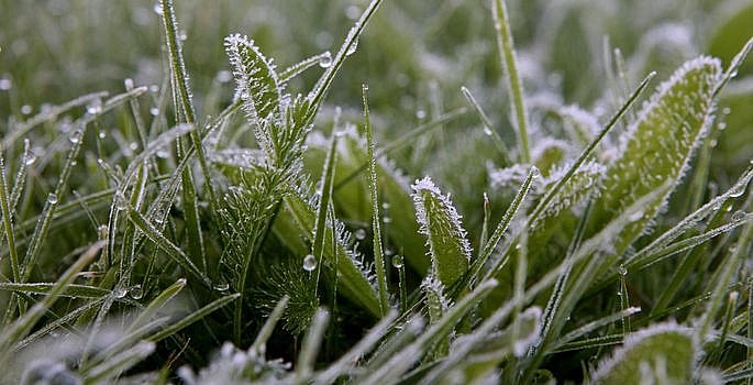 Заморозки продолжаются в Николаевской области: объявлен желтый уровень опасности