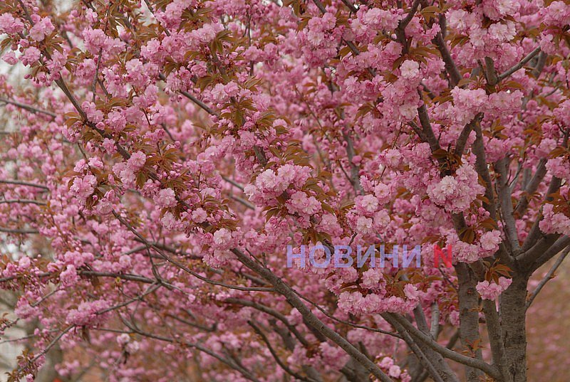 В Николаеве зацвела сакура (фото)
