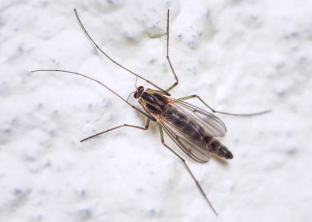 В Одесской области зафиксировали миллиарды комаров: ученые объяснили, опасны ли они для людей (видео)