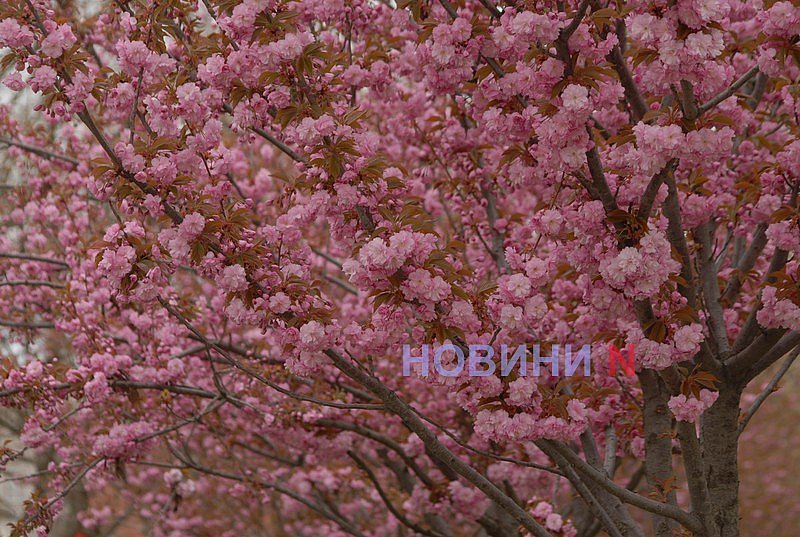 Как в Николаеве прошёл цветочный бум: фоторепортаж