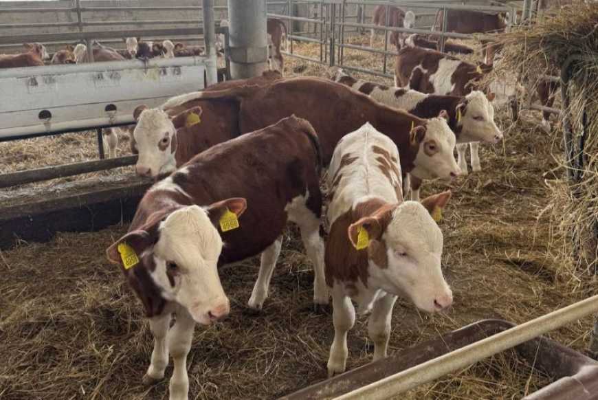 На Житомирщині підприємство запустило другу чергу молочної ферми