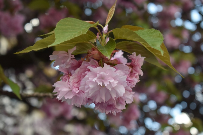 До кінця березня не варто очікувати цвітіння сакур на Закарпатті, – гідрометцентр