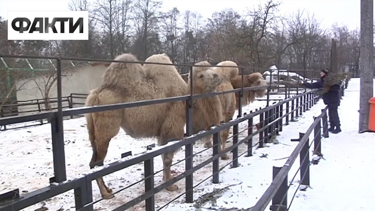 Тапіри, капібари та верблюди у Рівненському зоопарку: як переживають зими екзотичні тварини