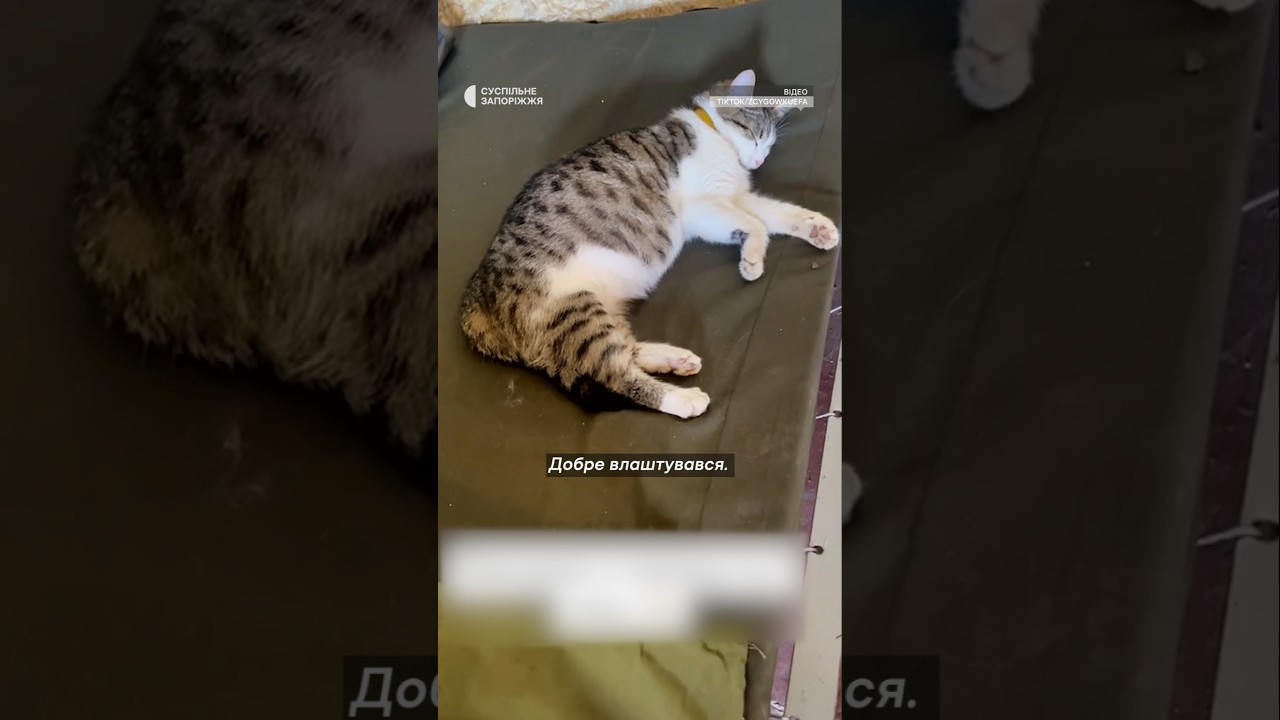 Бойові котики українських захисників #shorts