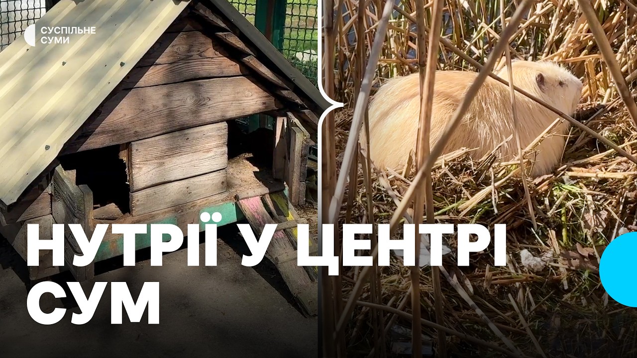 “Нутрії люблять свободу”: звідки у центрі Сум з'явилися та чи безпечні вони для людей?