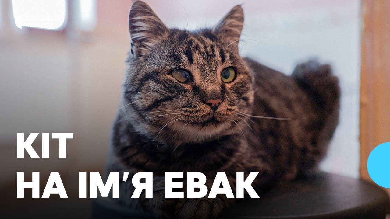 Заліз у машину і приїхав до Черкас: історія евакуйованого з Донеччини кота