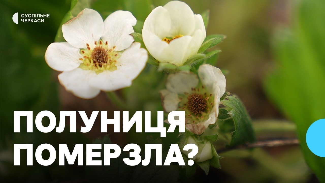 Як нічні заморозки вплинули на урожай полуниці