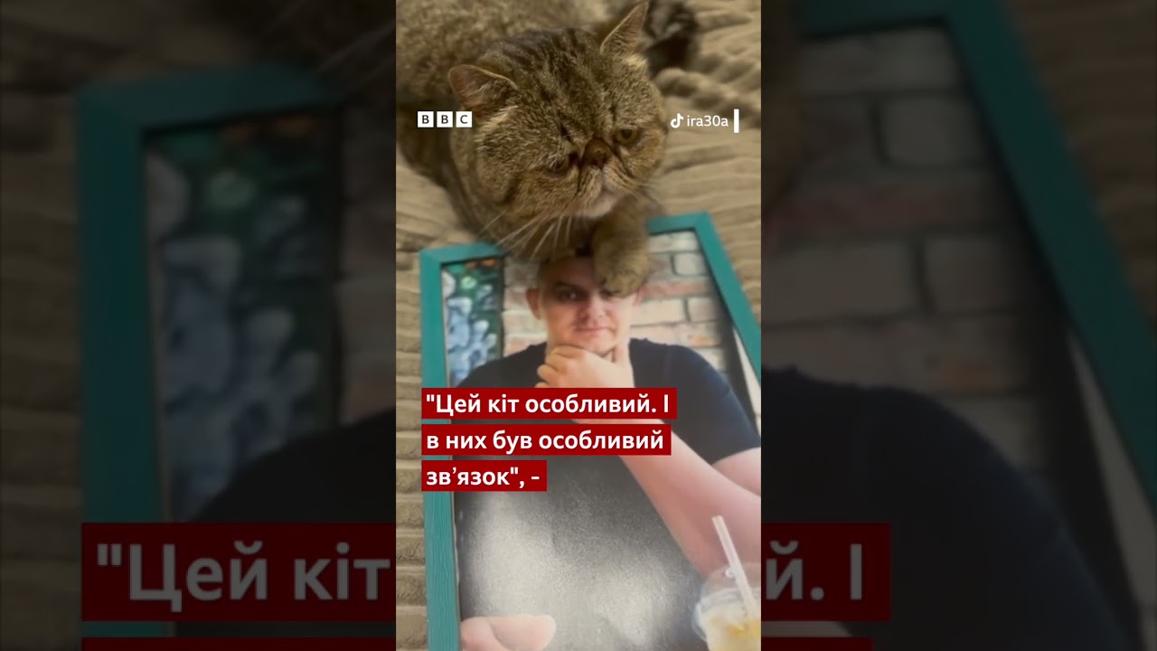 Це кіт Фелікс. Його господар Ігор загинув на війні #shorts #війна #коти #новини #тварини