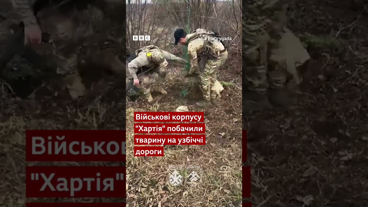 Військові врятували козулю, яка заплуталася в антидроновій сітці #shorts #військові #тварини #новини