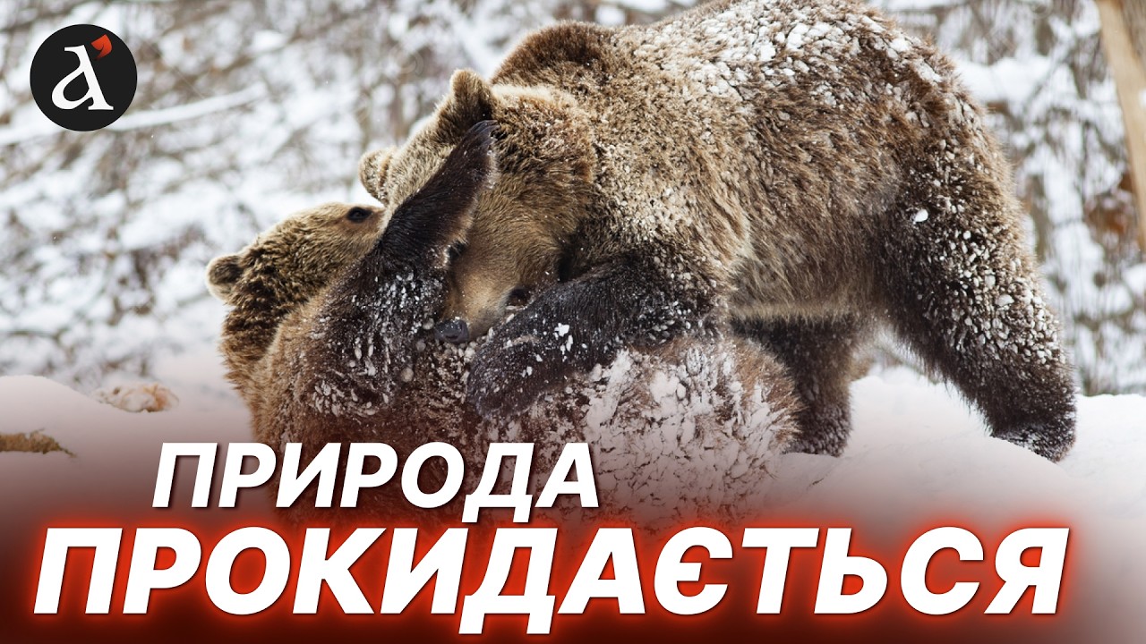 😍ПЕРШІ ПОДИХИ ТЕПЛА! У Карпатах помітили БУРИХ ВЕДМЕДІВ! Якою буде погода в Україні 25 лютого