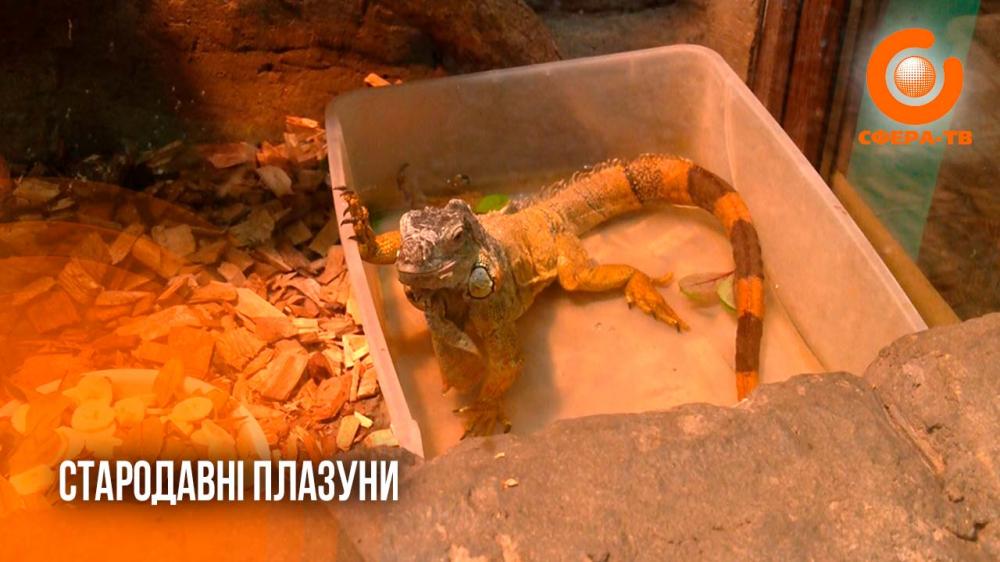 З’явилися близько 300 мільйонів років тому: у Рівненському зоопарку мешкають давні плазуни (ВІДЕО)
