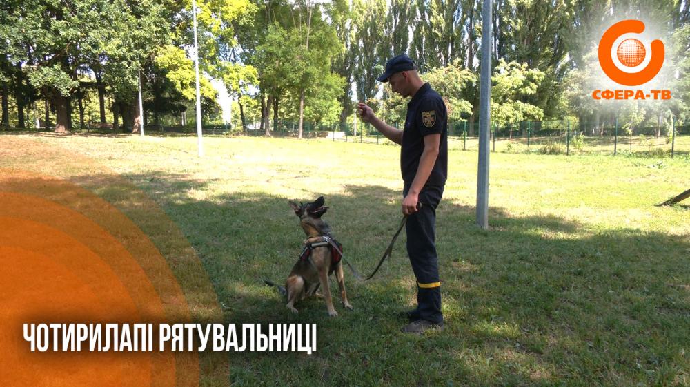 "Їхня суперсила - нюх": як на Рівненщині кінологи тренують собак-рятувальниць (ВІДЕО)