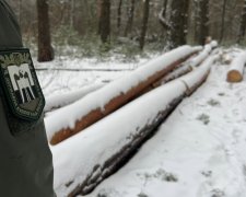 Схема на 13 миллионов: в Житомирской области будут судить лесников, которые уничтожали деревья по поддельным документам