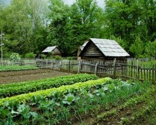Продажа овощей с огорода до 96 000 грн не облагается налогом: что требует Налоговый кодекс