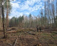 Горы опилок вместо деревьев: ГП «Леса Украины» проиграло апелляцию и заплатит более полутора миллионов гривен за отравление леса на Житомирщине