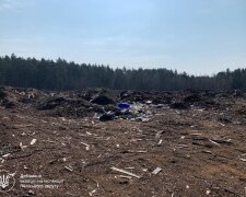 Лысая земля возле Михайловки: на Житомирщине «черные лесорубы» уничтожили 173 дерева и выставили государству счет на миллионы