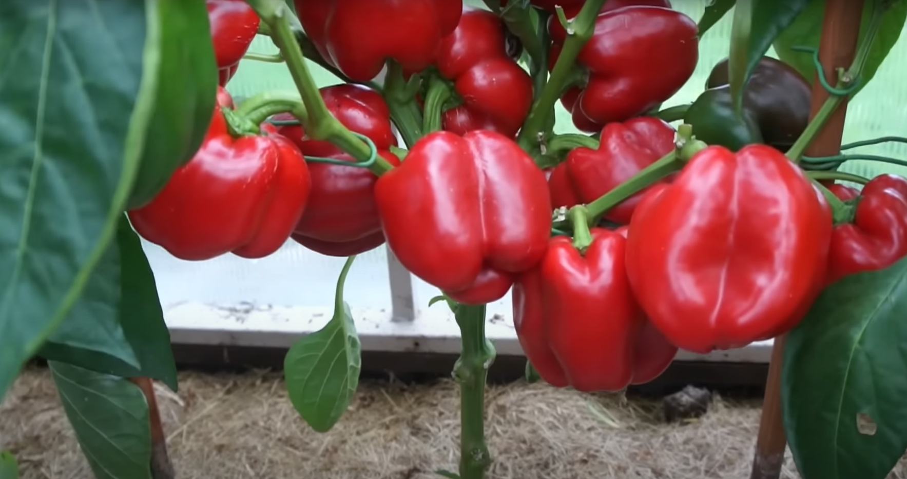 Как получить хороший урожай перца: самые важные секреты