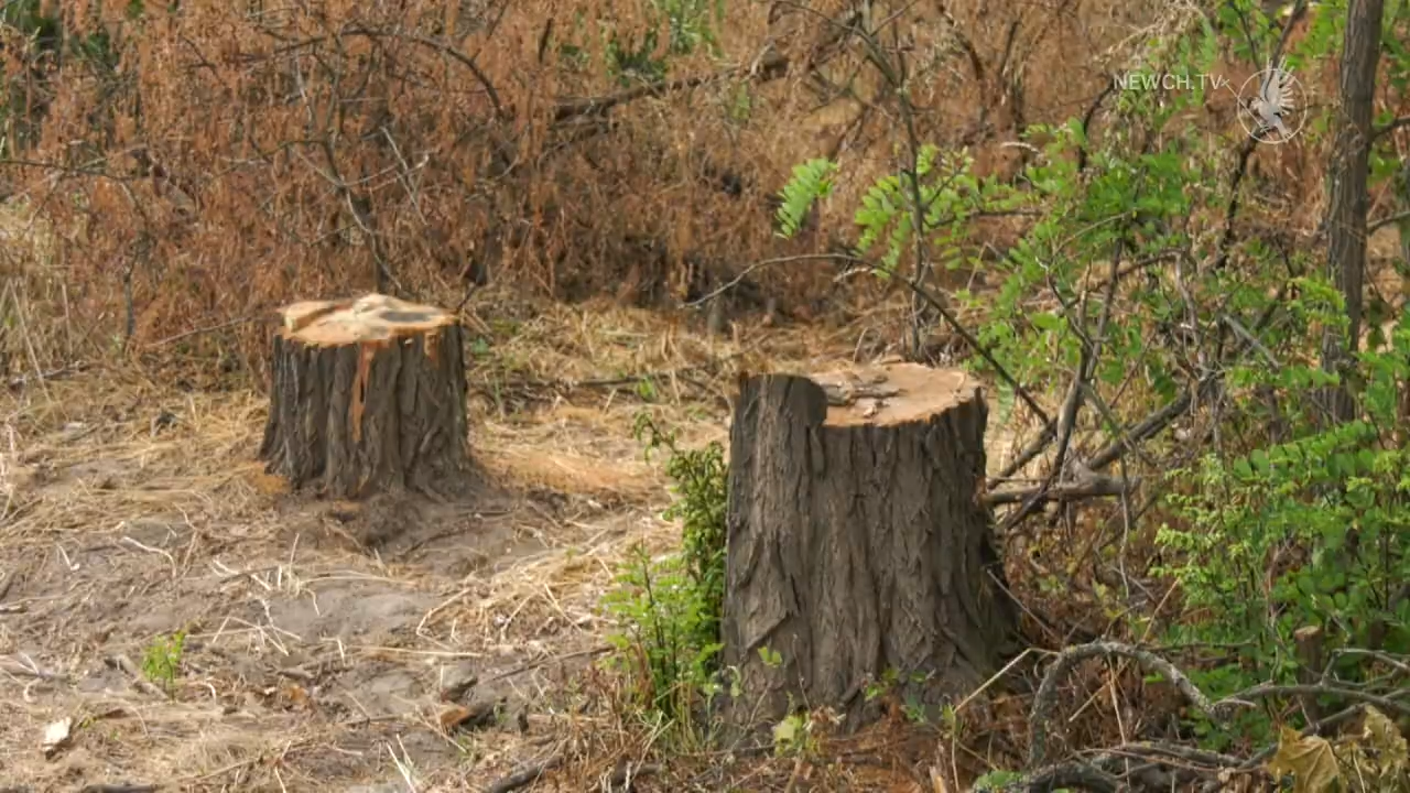 Схема на 13 мільйонів: на Житомирщині судитимуть лісників, які знищували дерева за підробленими документами