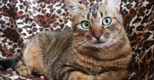 Почему у кошек перед ушами появляются залысины: ответы ученых