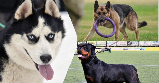Склонны к агрессии: названы топ-10 кусачих пород собак