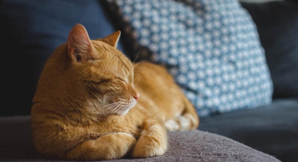 Самые распространенные мифы о котах: что нужно знать владельцам