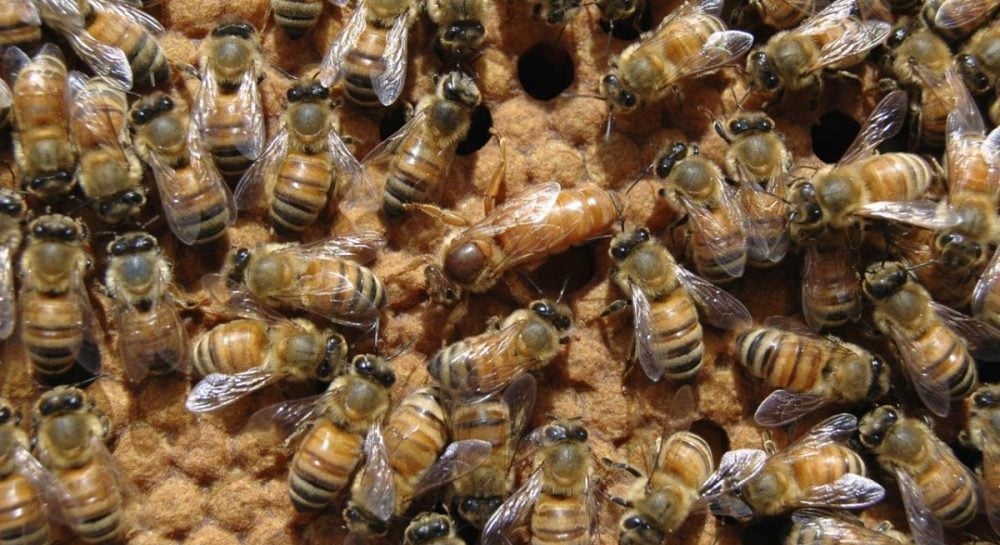 Почему колония пчел может восстать против своей королевы: ученые назвали причину