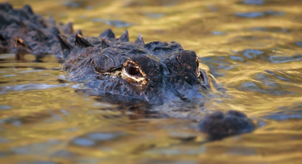 В Египте ученые обнаружили останки грозного хищника, похожего на крокодила: как он выглядел