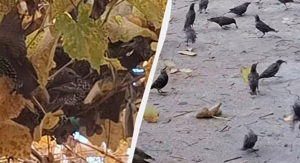 В Одесской области стая скворцов "атаковала" офис нацпарка из-за винограда (видео)