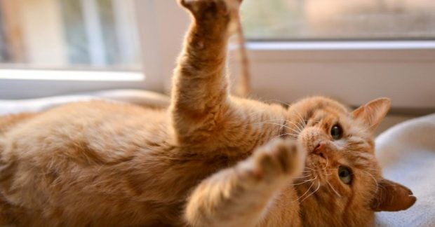 Сколько физических упражнений нужно кошкам: объяснение экспертов