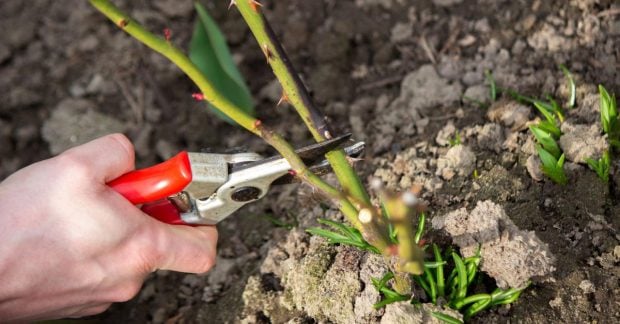 Садоводы назвали 10 растений, которые всегда нужно обрезать в декабре