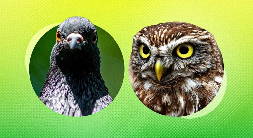 Как птицы реагируют на взрывы и чувствуют ли опасность заранее: что говорят в зоопарке