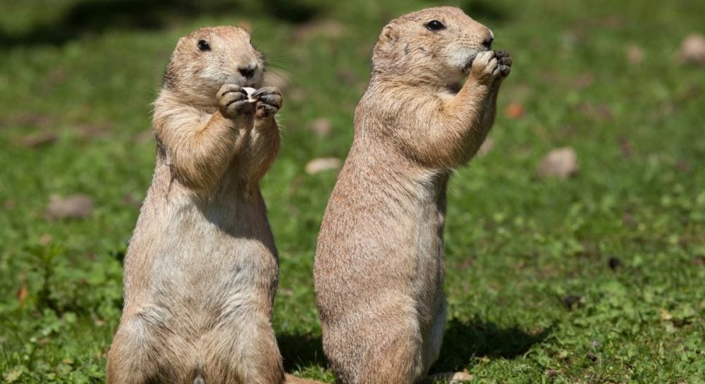 Подслушивают ли животные друг друга, как это делают люди: исследователи дали ответ