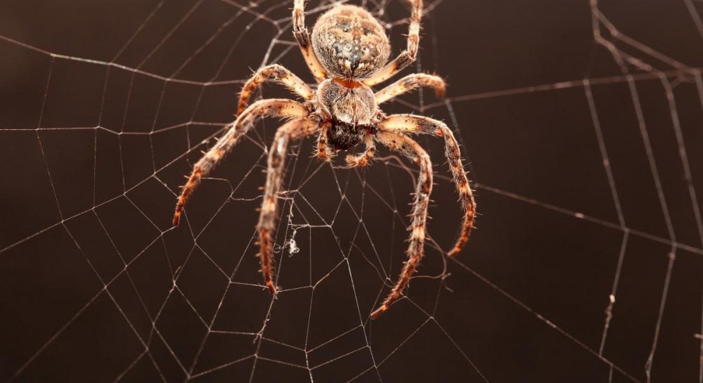 100 миллионов лет назад жило паукообразное существо, которое имело хвост: как это возможно