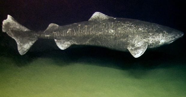 Самое долгоживущее позвоночное животное в мире сохраняет зрение веками, - ученые