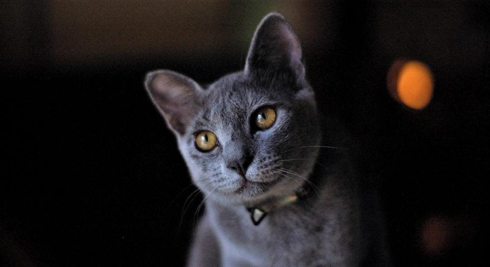 Почему кот бросается на человека: ветеринары дали объяснение