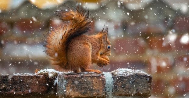 31 января в Украину нагрянут морозы, часть страны накроют дожди с мокрым снегом