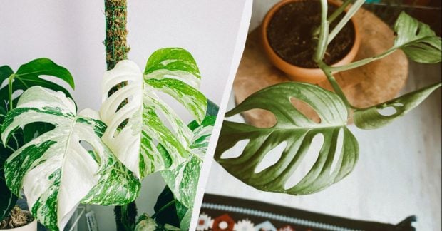 Монстеры не стоит выращивать в доме, и вот почему: 3 причины опасности