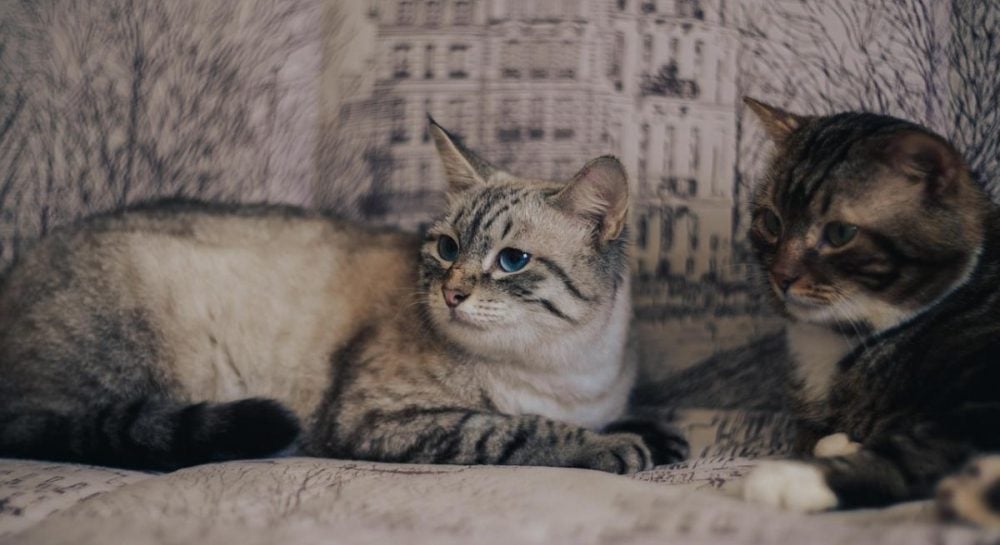 Ветеринары объяснили, в чем разница между памятью людей и кошек