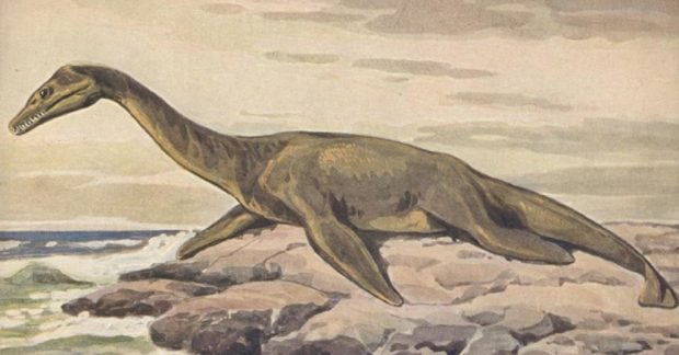 В Алжире нашли след морского "монстра", который заполнил пробел в истории динозавров