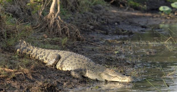 Длиной 5 метров и весом в полтонны: какая самая крупная в мире рептилия