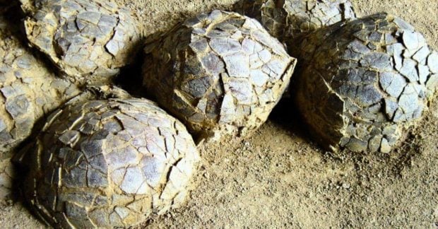 Во Франции обнаружили сотни яиц динозавров, захороненных 70 млн лет назад