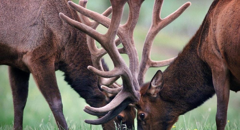 Пять ног и три уха: возле Чернобыля зафиксировали "мутанта" (фото)