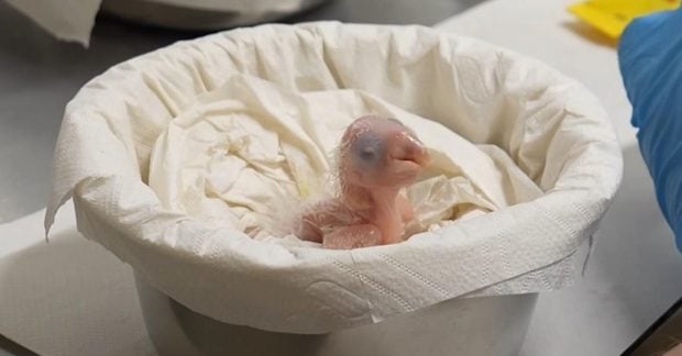 Невероятно редкий птенец попугая вылупился в европейском зоопарке (видео)